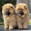 Foto №1. chow-chow - zum Verkauf in der Stadt Амстердам | 250€ | Ankündigung № 44025