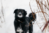 Foto №1. mischlingshund - zum Verkauf in der Stadt Москва | Frei | Ankündigung № 23652