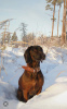 Foto №1. bayerischer gebirgsschweißhund - zum Verkauf in der Stadt Jelgava | 500€ | Ankündigung № 71001