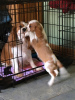 Foto №2 zu Ankündigung № 85907 zu verkaufen cavalier king charles spaniel - einkaufen Malta quotient 	ankündigung