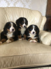 Foto №3. Süße Berner Sennenwelpen zur kostenlosen Adoption. Deutschland