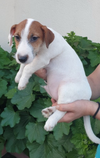 Foto №1. jack russell terrier - zum Verkauf in der Stadt Moskau | 292€ | Ankündigung № 2491