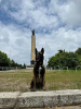 Zusätzliche Fotos: Belgischer Schäferhund - Malinois