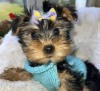 Foto №1. yorkshire terrier - zum Verkauf in der Stadt Texas City | 473€ | Ankündigung № 105230