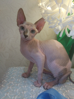 Foto №1. sphynx cat - zum Verkauf in der Stadt Москва | 237€ | Ankündigung № 6029