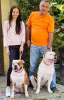Zusätzliche Fotos: American Bulldog Welpen zu verkaufen