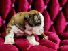 Foto №4. Ich werde verkaufen mischlingshund in der Stadt Severodvinsk. quotient 	ankündigung - preis - 913€