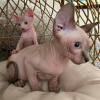 Foto №1. sphynx-katze - zum Verkauf in der Stadt Straubing | 200€ | Ankündigung № 111064