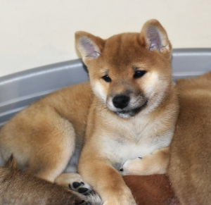 Foto №3. Zwei Shiba Inu Welpen. Russische Föderation