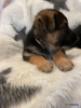 Foto №2 zu Ankündigung № 86080 zu verkaufen deutscher schäferhund - einkaufen Großbritannien quotient 	ankündigung