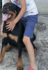 Foto №4. Ich werde verkaufen rottweiler in der Stadt Belgrad.  - preis - verhandelt