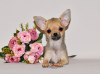 Zusätzliche Fotos: Schönes Zobelbaby. Chihuahua-Junge.