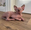 Foto №1. sphynx-katze - zum Verkauf in der Stadt Palm Springs | 237€ | Ankündigung № 89624