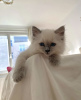 Foto №4. Ich werde verkaufen ragdoll-katze in der Stadt New York. quotient 	ankündigung - preis - 379€