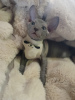 Zusätzliche Fotos: Don Sphynx Kitten von würdigen Eltern