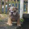 Foto №2 zu Ankündigung № 64698 zu verkaufen englische bulldogge - einkaufen Deutschland quotient 	ankündigung, vom kindergarten
