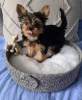 Foto №1. yorkshire terrier - zum Verkauf in der Stadt Montreal | 473€ | Ankündigung № 103602