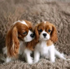 Foto №1. cavalier king charles spaniel - zum Verkauf in der Stadt Helsinki | 350€ | Ankündigung № 117312