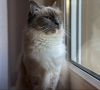 Foto №1. ragdoll-katze - zum Verkauf in der Stadt München | 255€ | Ankündigung № 108944