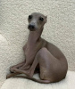 Foto №4. Ich werde verkaufen greyhound in der Stadt Warschau. quotient 	ankündigung - preis - 1350€