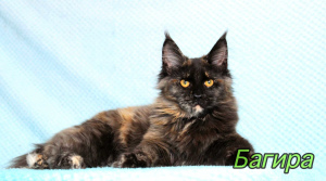 Foto №3. Maine Coon Bagheera. Russische Föderation