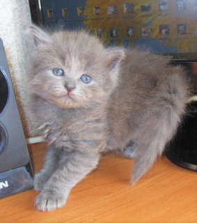 Foto №2 zu Ankündigung № 2170 zu verkaufen sibirische katze - einkaufen Russische Föderation 