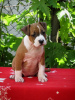 Foto №3. Amerikanischer Staffordshire-Terrier, welpen. Serbien