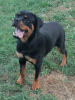 Foto №2 zu Ankündigung № 111693 zu verkaufen rottweiler - einkaufen Serbien 