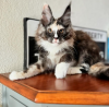 Foto №4. Ich werde verkaufen maine-coon-katze in der Stadt Pontresina. quotient 	ankündigung - preis - 400€