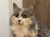 Zusätzliche Fotos: Die dreifarbige Katze Luna sucht eine Familie!