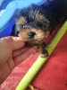 Zusätzliche Fotos: Wunderschöne kleine Yorkshire Terrier Welpen Rüden und Hündinnen zu verkaufen