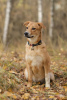 Foto №1. mischlingshund - zum Verkauf in der Stadt Москва | Frei | Ankündigung № 29509