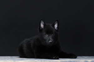 Foto №3. Schipperke Boys. Ukraine