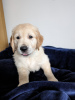 Foto №2 zu Ankündigung № 104122 zu verkaufen golden retriever - einkaufen Deutschland quotient 	ankündigung