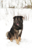 Foto №1. mischlingshund - zum Verkauf in der Stadt Москва | Frei | Ankündigung № 81243