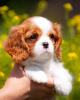 Foto №2 zu Ankündigung № 80864 zu verkaufen cavalier king charles spaniel - einkaufen Deutschland quotient 	ankündigung