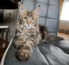 Foto №3. Gesunde, süße, entzückende Maine-Coon-Kätzchen sind jetzt zum Verkauf verfügbar. USA