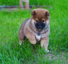 Foto №4. Ich werde verkaufen shiba in der Stadt Nizhny Novgorod. quotient 	ankündigung, vom kindergarten - preis - verhandelt