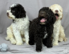 Foto №2 zu Ankündigung № 53639 zu verkaufen lagotto romagnolo - einkaufen Serbien züchter