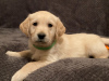 Foto №2 zu Ankündigung № 37094 zu verkaufen golden retriever - einkaufen Russische Föderation 