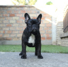 Zusätzliche Fotos: Französische Bulldog Welpen