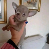 Foto №3. Chihuahua-Welpen zu verkaufen Business Whatsapp; 37256062792. Finnland