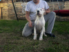 Foto №3. 5 month old dogo argentino female for sale. Serbien