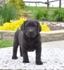 Foto №3. Labrador Retriever-Welpen. Großbritannien