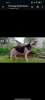 Zusätzliche Fotos: Osteuropäischer Schäferhund, Welpen