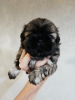 Foto №1. lhasa apso, shih tzu - zum Verkauf in der Stadt Pärnu | 600€ | Ankündigung № 113607