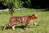 Foto №2 zu Ankündigung № 95202 zu verkaufen bengal katzenrasse - einkaufen Deutschland quotient 	ankündigung, züchter