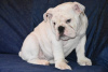 Zusätzliche Fotos: Englische Bulldoggenwelpen