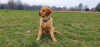 Foto №3. Golden Retriever-Welpe - weiblich. Deutschland