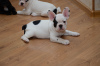 Foto №3. Französische Bulldogge. Deutschland